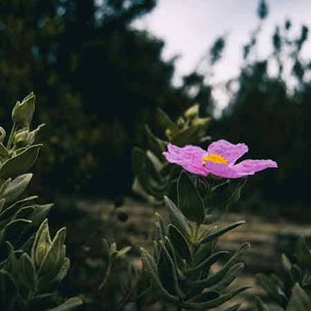 Die Vorteile der Zistrose (Cistus Incanus)