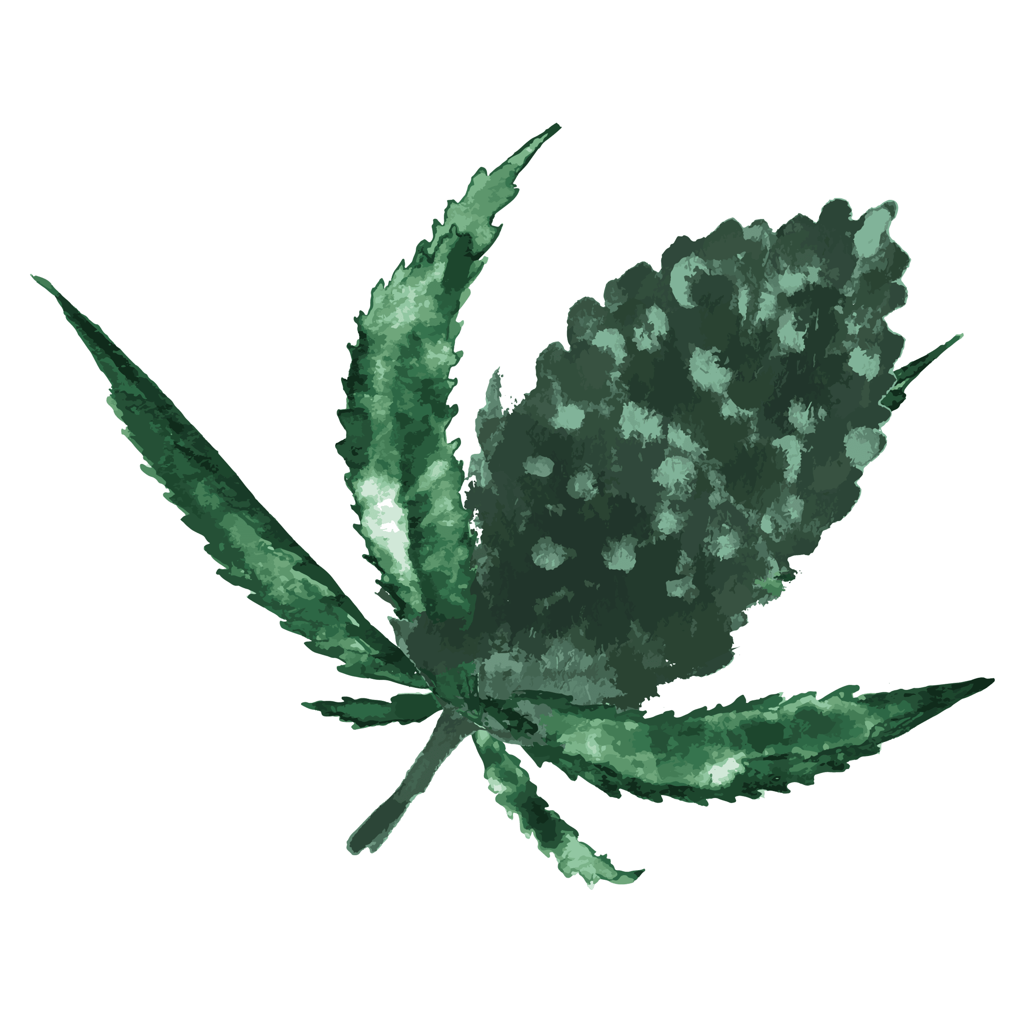 BIO CBD Hanfblüten